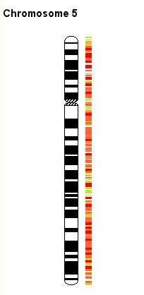 chromosome5pic.jpg